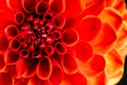 Red Dahlia 4