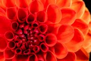 Red Dahlia 5