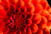 Red Dahlia 6