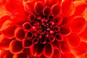 Red Dahlia 7