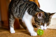Cats 1