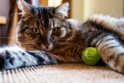 Cats 2