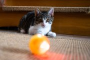 Cats 3