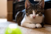 Cats 4