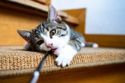 Cats 8
