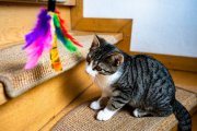 Cats 9