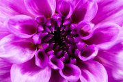 Dahlia 1