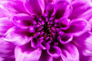 Dahlia 2