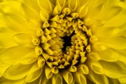 Dahlia 3