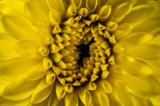 Dahlia 4