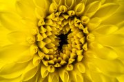 Dahlia 5