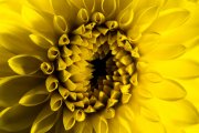 Dahlia 6