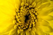 Dahlia 7