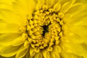 Dahlia 8