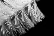 Brush 5