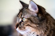 Tomcats 5