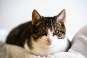 Tomcats 6
