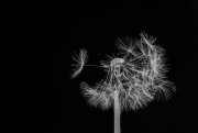 Blowball 1