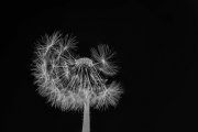 Blowball 2
