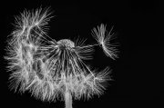 Blowball 3