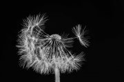 Blowball 4