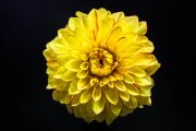 Dahlia 1