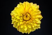 Dahlia 4
