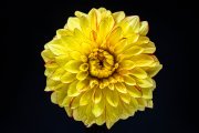Dahlia 5