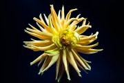 Dahlia 1