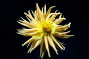 Dahlia 2