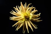 Dahlia 3
