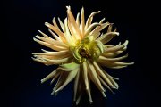 Dahlia 4