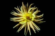 Dahlia 5