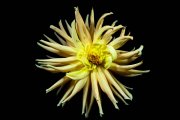 Dahlia 6