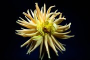Dahlia 7