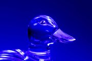 Glass Duck 4