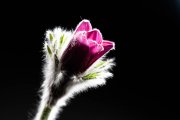 Pasque Flower 1