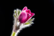 Pasque Flower 2