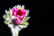 Pasque Flower 3