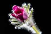 Pasque Flower 4