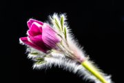 Pasque Flower 5