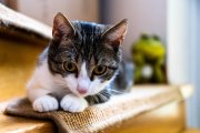 Cats 1