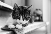 Cats 2
