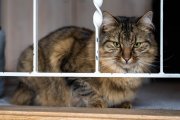 Cats 3