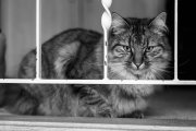 Cats 4