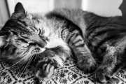 Cats 8