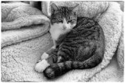 Spock 2