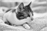Spock 1