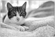 Spock 2
