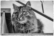Cats 4